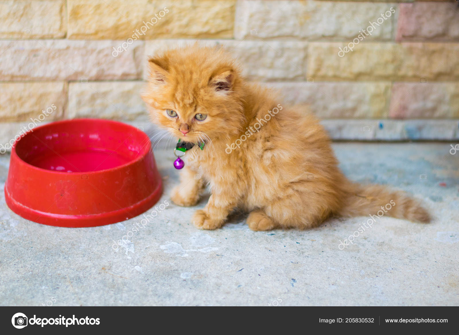 Little Persian Cat Empty Food Bowl Stock Photo by apichart609