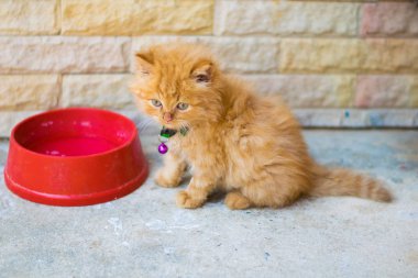 little persian cat with empty food bowl clipart