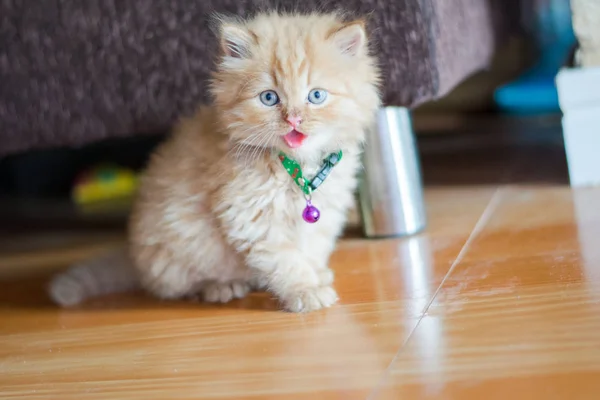 Cut Persian Cat Home — Stock Photo, Image