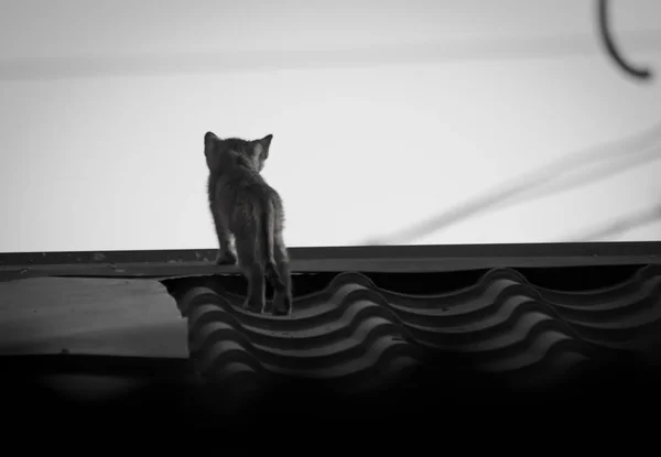 Malá Kočka Osaměle Stojící Střeše Černá Bílá — Stock fotografie