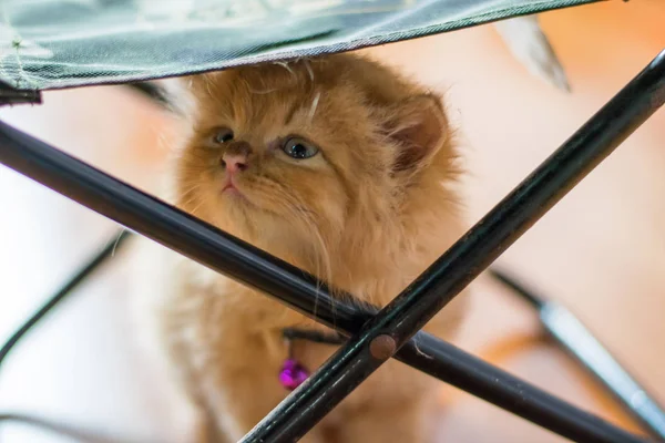 Маленькая Персидская Кошка Играет Прятки — стоковое фото