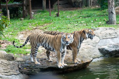 nehir yakınında kaplan yakın