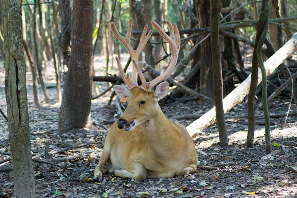 棕色鹿坐在丛林里 — 图库照片
