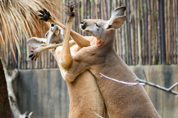 Two Male Kangaroos Boxing — Stock Photo, Image