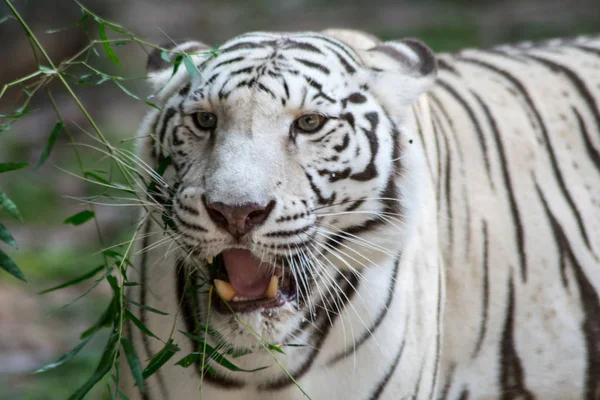 Nahaufnahme Weißer Tiger Dschungel Stockbild