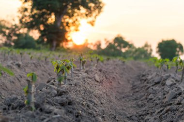 Gün batımında manyok tarlası tesisinde Tapyoka veya Manyok ağacının peyzajı