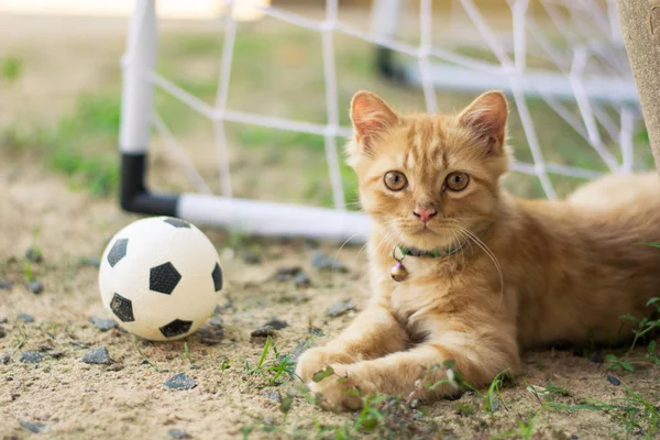 Футболист Кот — стоковое фото