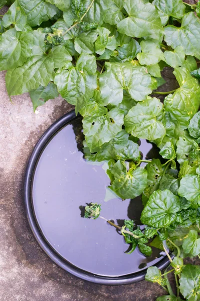 green leaves grow with water jar