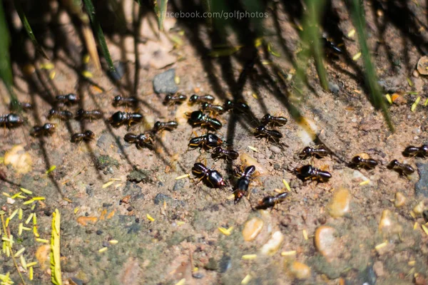 Groupe Travail Termite — Photo