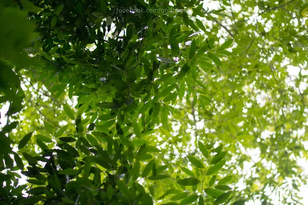 Фон Зеленого Дерева Листьев — стоковое фото