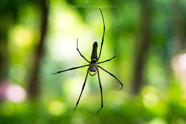Černý Pavouk Pavučině Pozadí Zeleného Parku — Stock fotografie