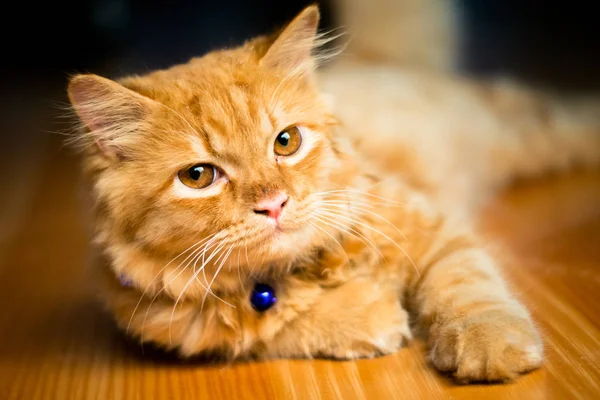 Милий Коричневий Перський Кіт Стокове Фото