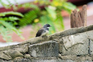 çimento duvarda yalnız kuş