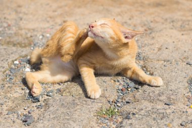 Zencefil kedi sokakta ceket yıkıyor.