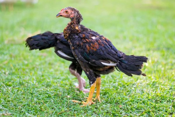 Μικρά Κοτόπουλα Πράσινο Πεδίο — Φωτογραφία Αρχείου