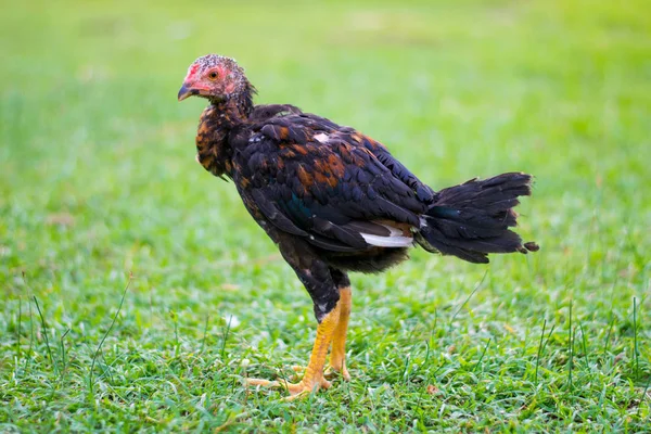 Kleine Kippen Groen Veld — Stockfoto