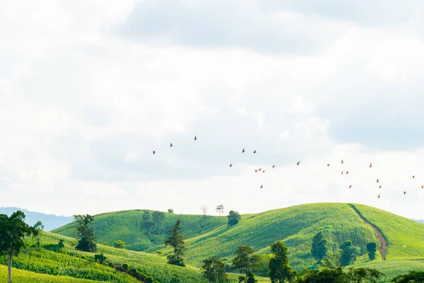 Hermosa Montaña Tailandesa Wang Nam Kiaw Tailandia — Foto de Stock