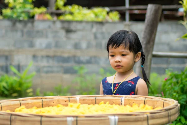 Menina Criança Ninho Pupas Amarelas Casulos Bicho Seda — Fotografia de Stock