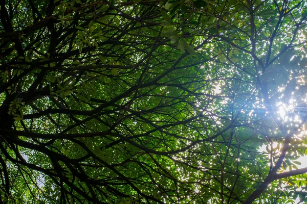 Yeşil Ağaç Hattı Arka Plan Bırakır — Stok fotoğraf