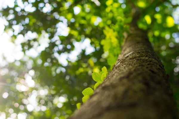 Зелене Листя Фоні Зеленого Дерева Ліцензійні Стокові Зображення
