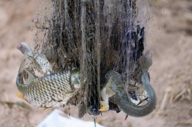 Bir balıkçının tuzağında taze balık