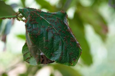ağaç üzerinde yeşil karınca yuvası