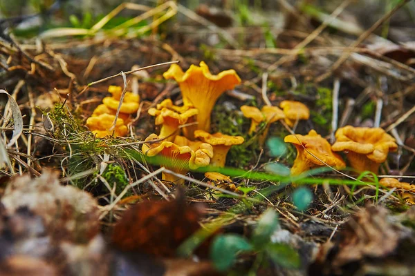 Große Gruppe Von Pfifferlingen Wächst Wald — Stockfoto