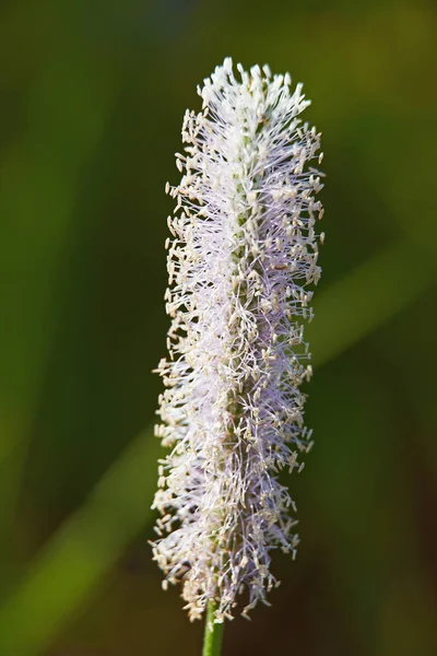 Flor Plantago Cerca — Foto de Stock