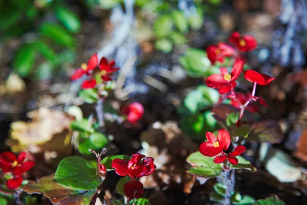 Begonia Dziko Rosnących Poza — Zdjęcie stockowe