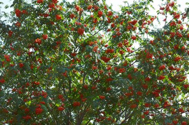 Rowan ağacı meyveleri büyük miktarda