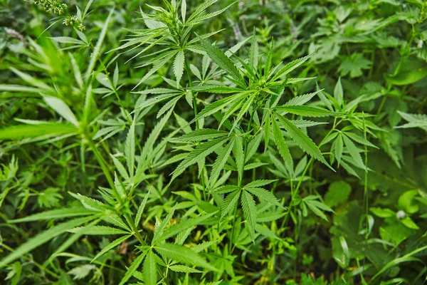 Padrão Folhas Maconha Fresca Verde — Fotografia de Stock