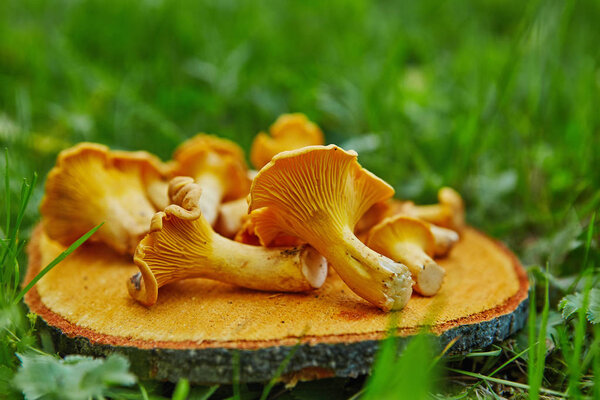 Forest wild chanterelles served on wooden plate in green grass