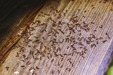 Woods evin içinde karıncalar