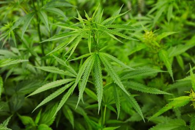 Yeşil taze marihuana yaprağı deseni