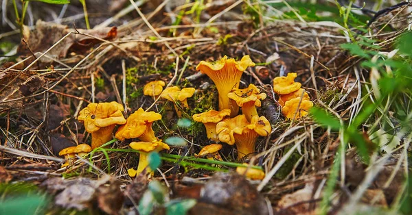 Große Gruppe Von Pfifferlingen Wächst Wald — Stockfoto