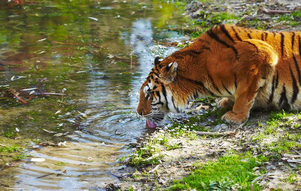 Tiger Drinking Water River — Stock Photo, Image