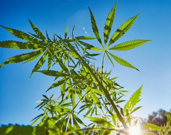 Schönes Stillleben Mit Kopierraum Von Marihuana Pflanze Auf Blauem Himmelshintergrund — Stockfoto