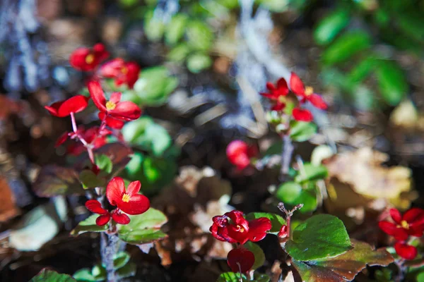 Begonia Dziko Rosnących Poza — Zdjęcie stockowe