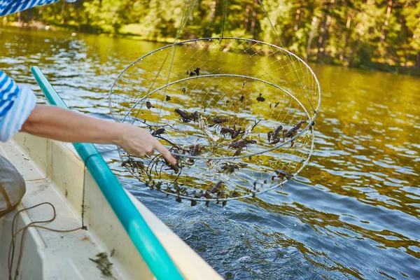 Processus Cacthing Écrevisses Aborder Dans Eau Douce Lac Montagne — Photo