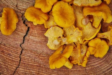 Orman vahşi chanterelles yeşil çim ahşap tabakta