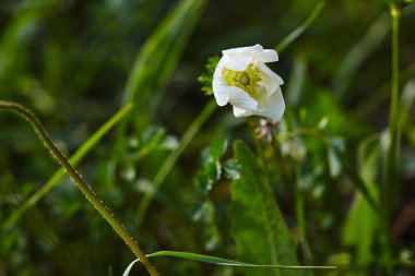 Doğada beyaz anemon