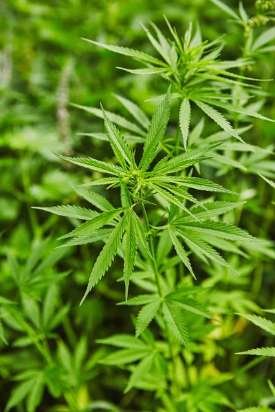 Patrón Hojas Marihuana Fresca Verde — Foto de Stock