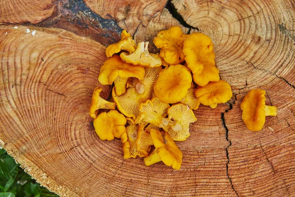 绿草木盘上的森林野 Chanterelles — 图库照片