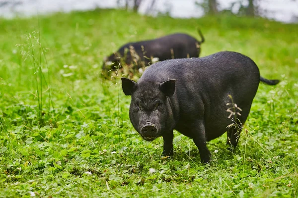 Porcos Gordos Bonitos Barriga Panela Prado Livre Fazenda Privada — Fotografia de Stock