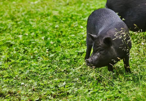 Porcs Gros Ventre Mignon Sur Pré Gratuit Ferme Privée — Photo