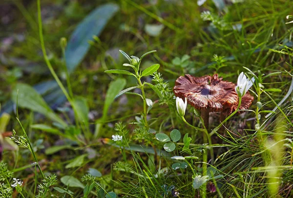 Pluteus Cogumelos Florestais Crescendo Grama — Fotografia de Stock