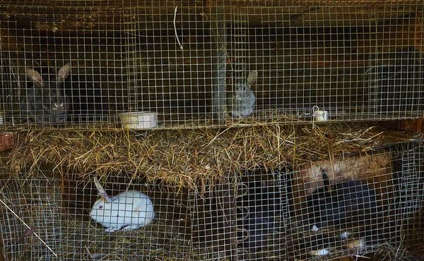 Rabbits at farm eating
