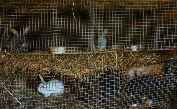 Coelhos Fazenda Comendo — Fotografia de Stock