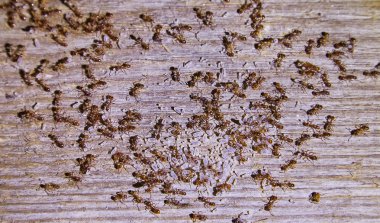 Woods evin içinde karıncalar