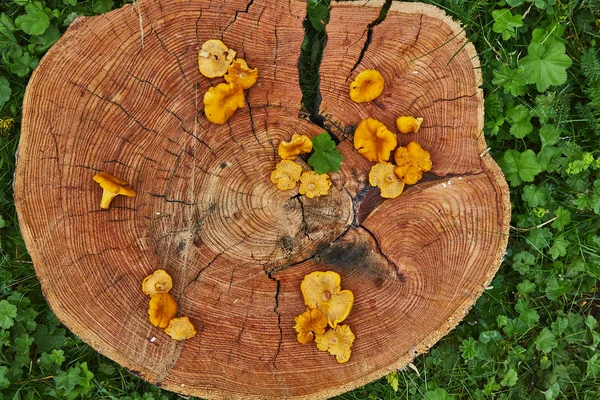 Wilde Pfifferlinge Auf Holzteller Grünen Gras Serviert — Stockfoto